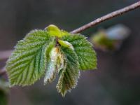 Haarige junge Blätter entfalten sich